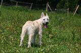 BOUVIER DES ARDENNES 436